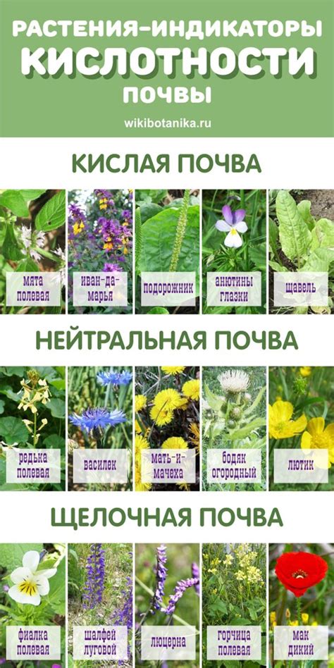 батаника. растения индикаторы